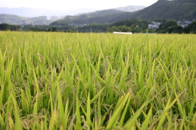 ファイル 396-4.jpg