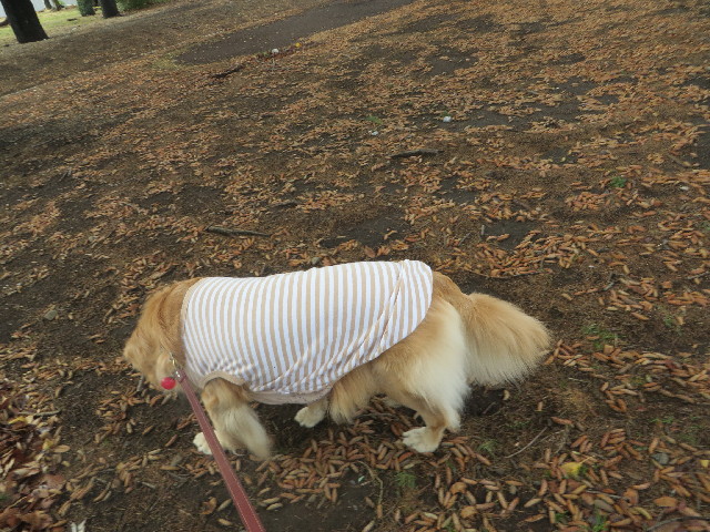 ファイル 3961-1.jpg