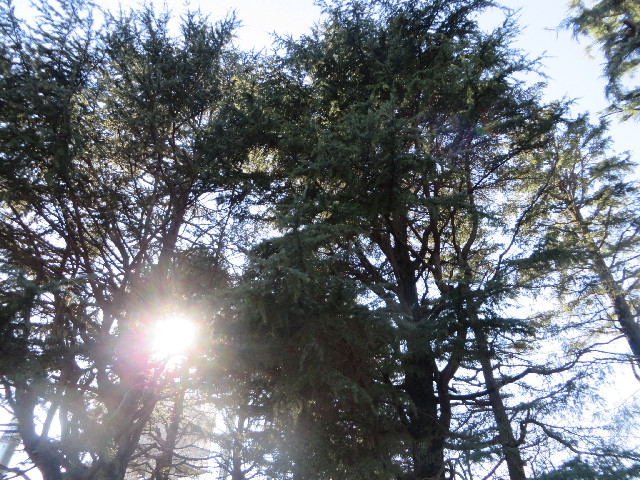 ファイル 3961-2.jpg