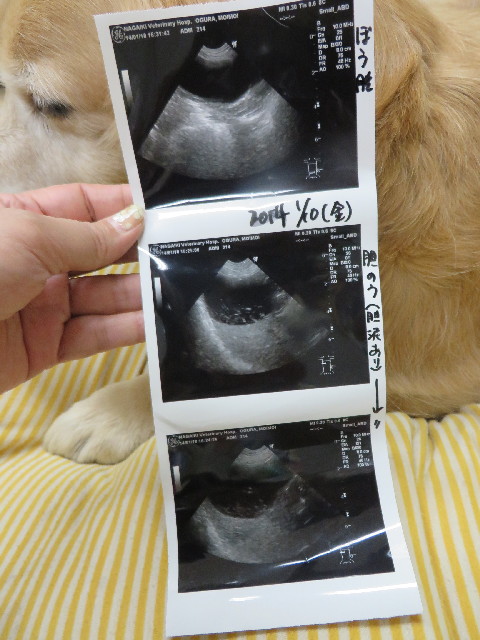 ファイル 3996-4.jpg