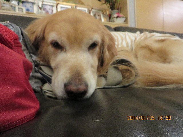 ファイル 3997-1.jpg