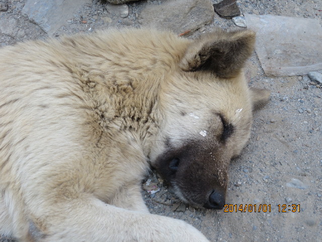 ファイル 4037-2.jpg