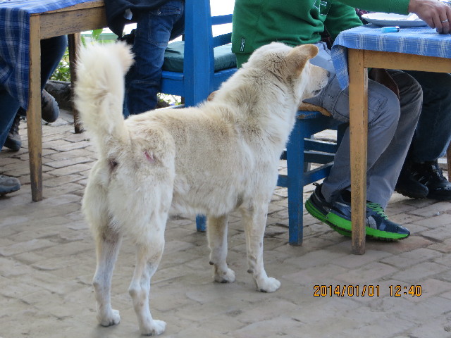 ファイル 4037-3.jpg