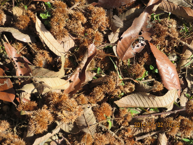 ファイル 4048-4.jpg