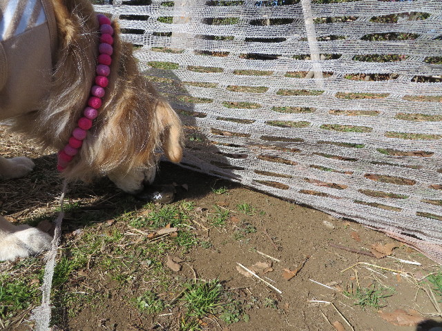 ファイル 4085-4.jpg