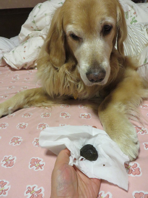 ファイル 4087-1.jpg