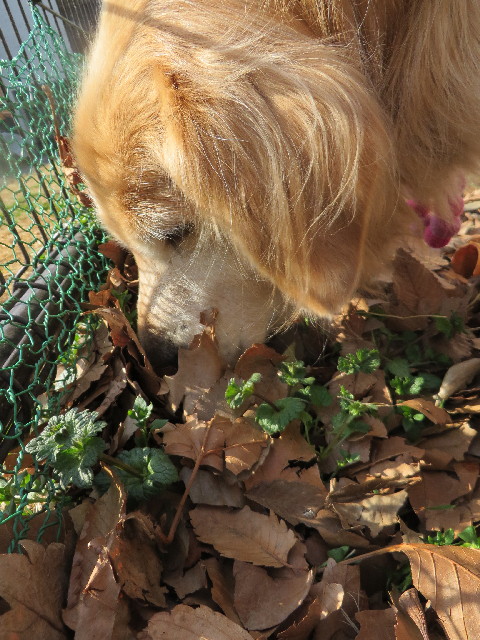 ファイル 4091-2.jpg