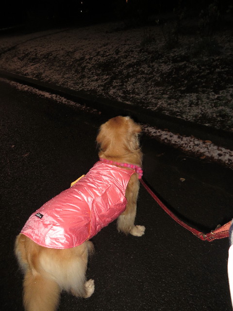 ファイル 4095-1.jpg