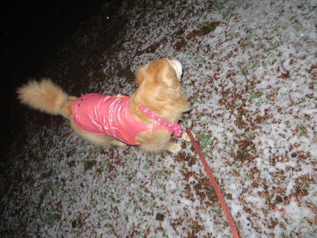 ファイル 4095-2.jpg