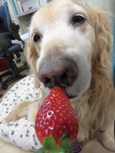 ファイル 4096-4.jpg