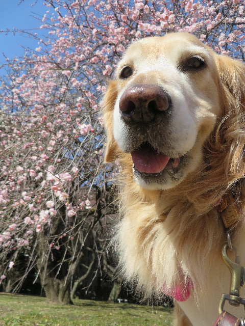 ファイル 4098-1.jpg