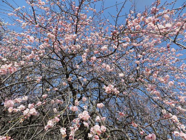 ファイル 4098-2.jpg