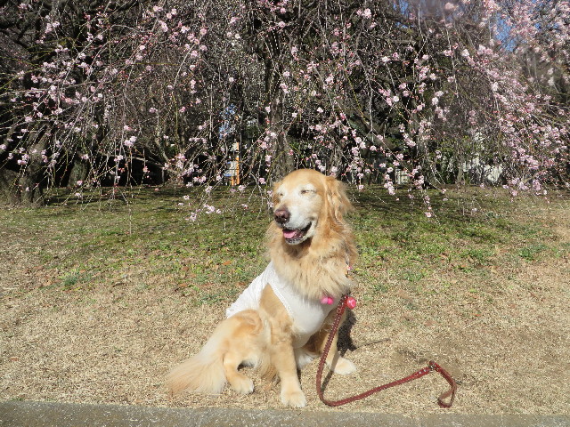 ファイル 4098-5.jpg