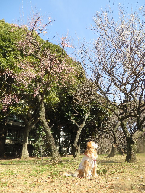 ファイル 4099-1.jpg