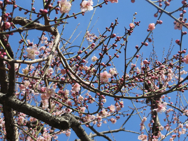 ファイル 4099-2.jpg