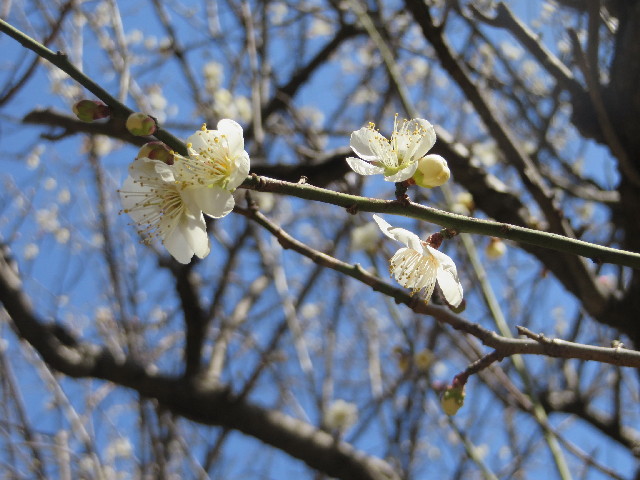 ファイル 4099-3.jpg