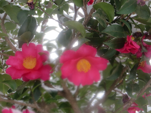 ファイル 4103-2.jpg