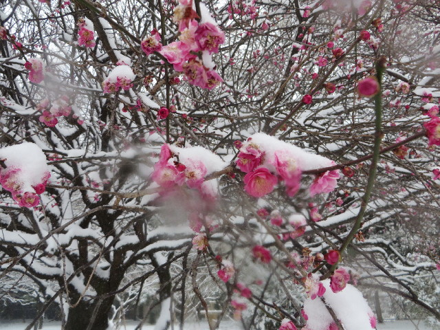 ファイル 4103-5.jpg