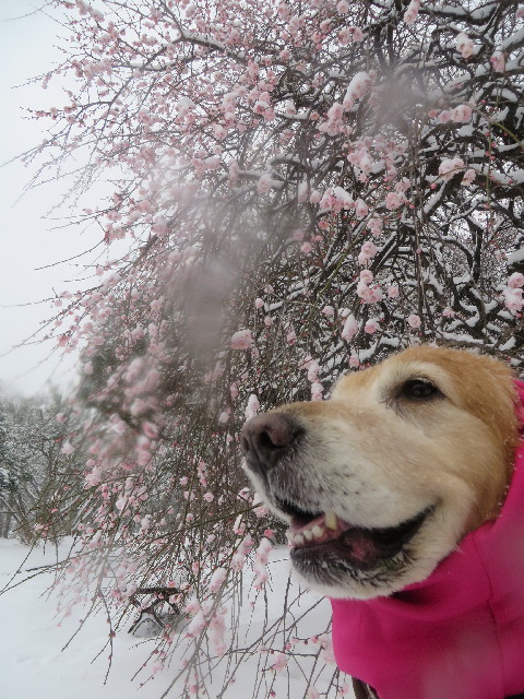 ファイル 4104-3.jpg