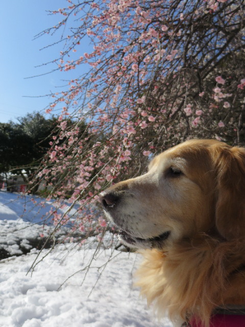 ファイル 4110-5.jpg