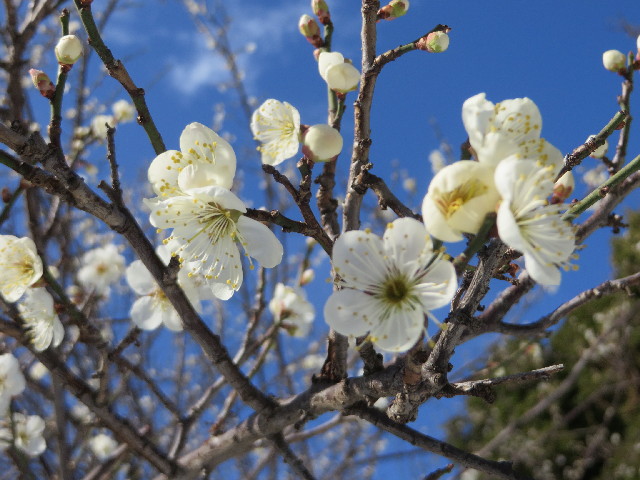 ファイル 4111-1.jpg