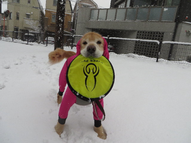 ファイル 4119-1.jpg