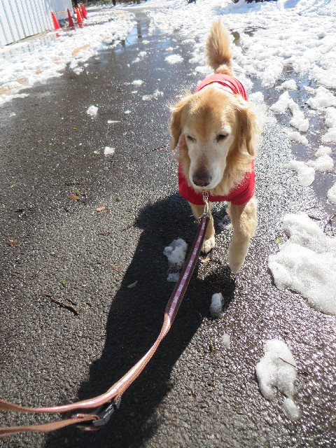 ファイル 4125-1.jpg