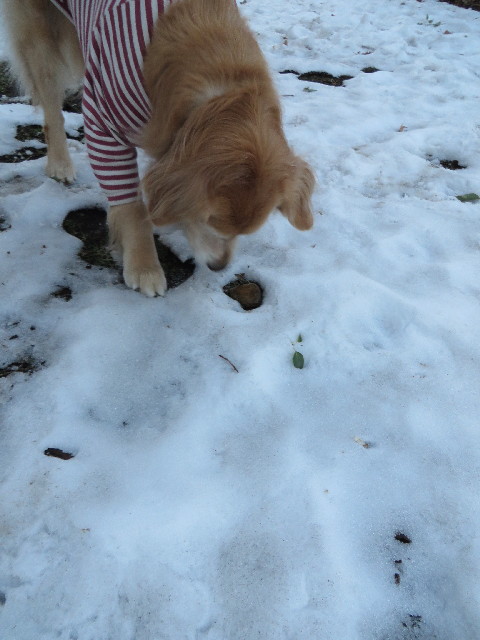 ファイル 4130-1.jpg