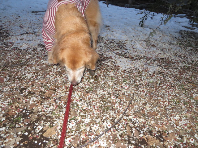 ファイル 4130-3.jpg