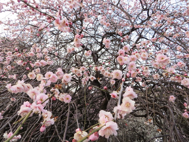 ファイル 4131-3.jpg