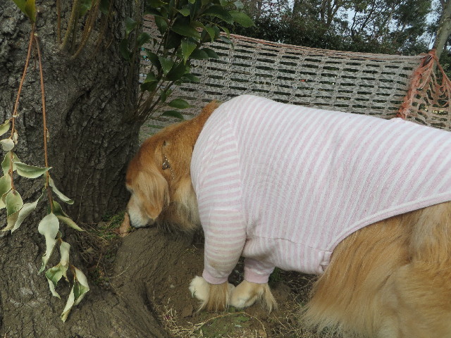 ファイル 4136-2.jpg