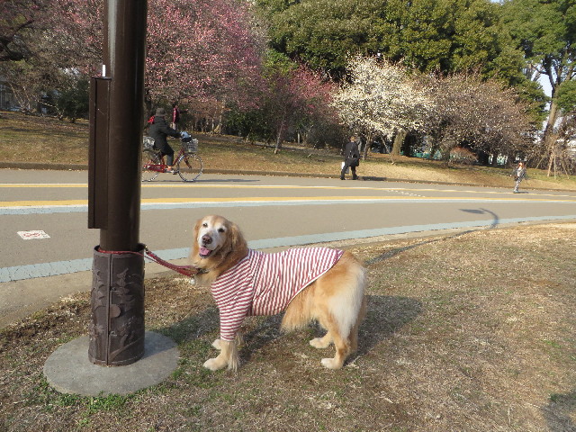 ファイル 4140-2.jpg