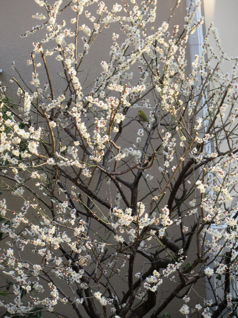 ファイル 4140-4.jpg