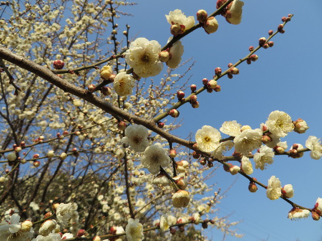 ファイル 4141-1.jpg