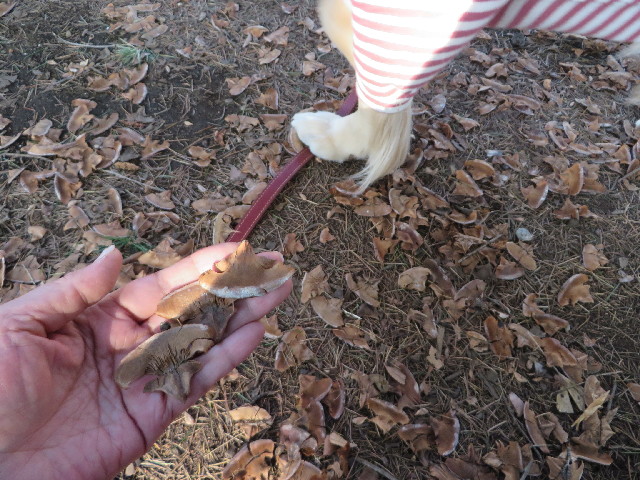 ファイル 4141-4.jpg