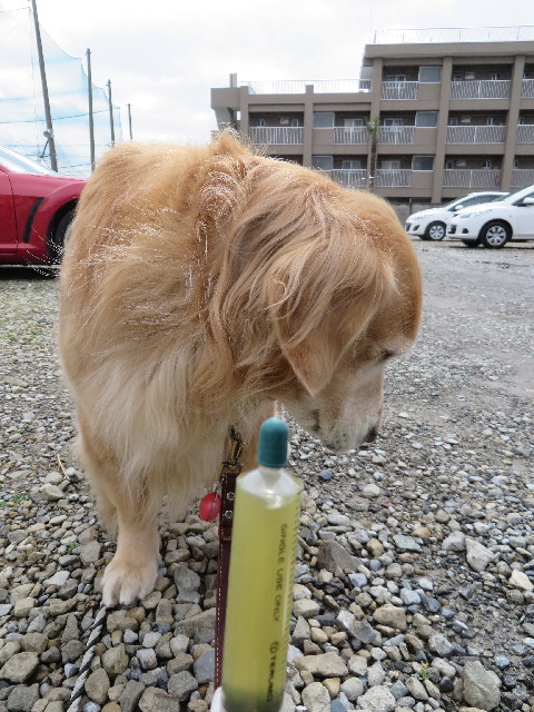 ファイル 4147-2.jpg