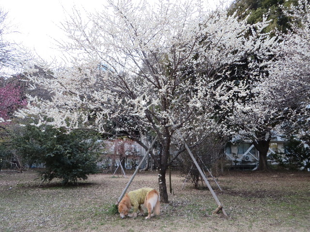 ファイル 4150-1.jpg