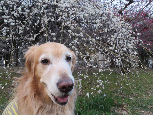 ファイル 4150-3.jpg