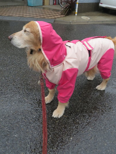 ファイル 4153-1.jpg