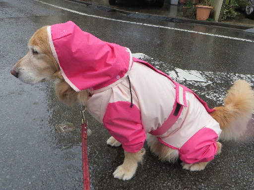 ファイル 4153-2.jpg