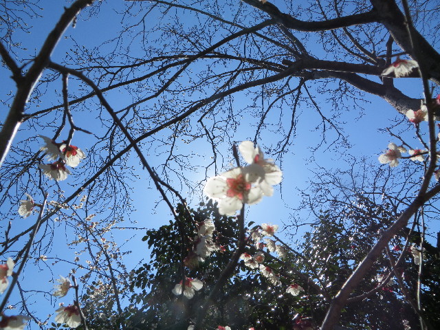 ファイル 4155-5.jpg