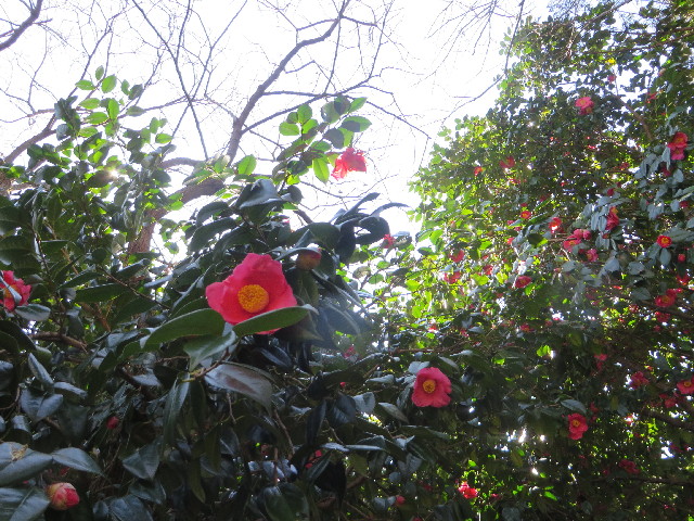 ファイル 4156-2.jpg