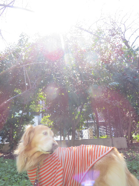 ファイル 4156-3.jpg