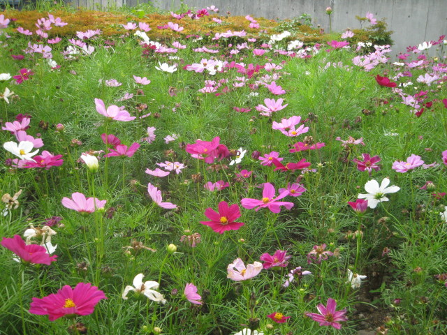 ファイル 419-4.jpg