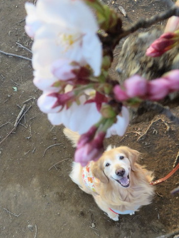 ファイル 4192-1.jpg