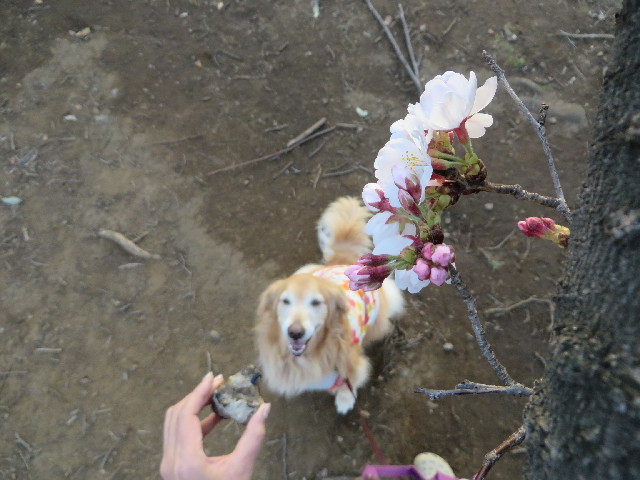 ファイル 4192-3.jpg