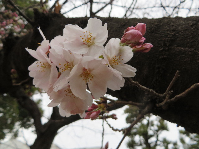 ファイル 4195-1.jpg