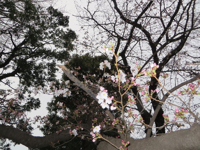 ファイル 4195-2.jpg