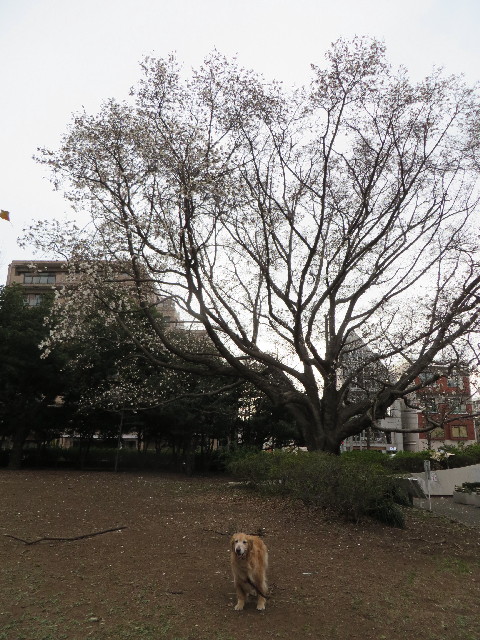 ファイル 4195-3.jpg