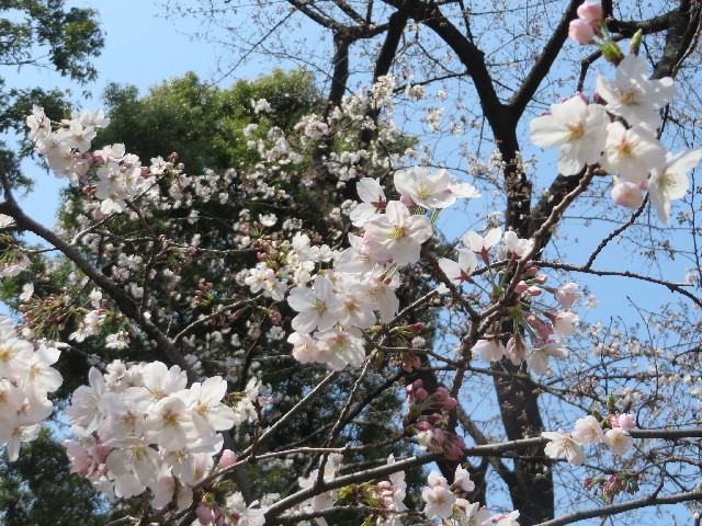 ファイル 4199-2.jpg